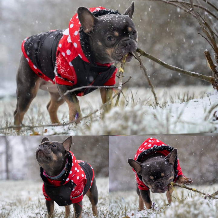 GEPOLSTERTER HUNDEMANTEL MINNIE - Bobbis Store