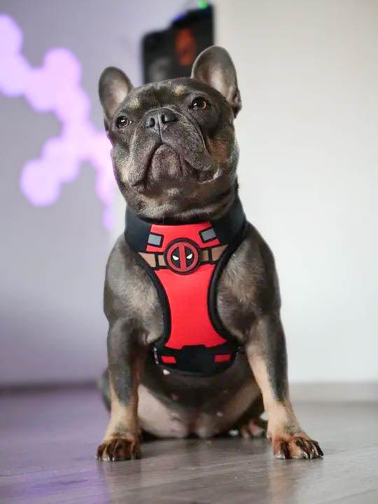 Hundegeschirr DEADPOOL - Bobbis Store