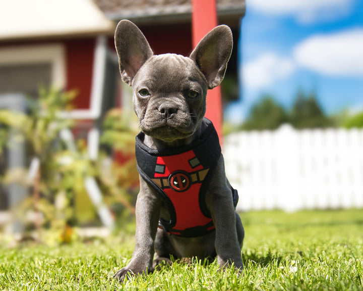 Hundegeschirr DEADPOOL - Bobbis Store