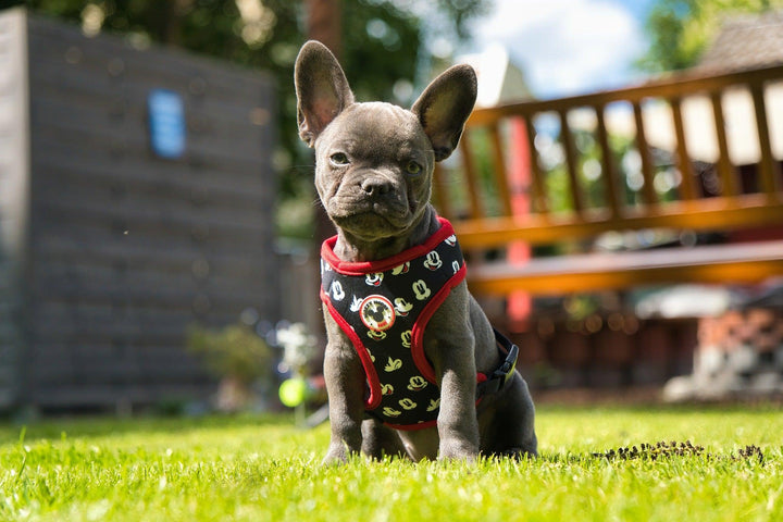 Hundegeschirr MICKEY - Bobbis Store
