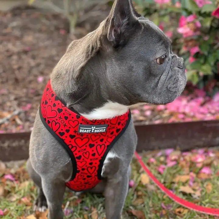 2 in 1 Hundegeschirr | Hugs and Kisses - Bobbis Store Hunde