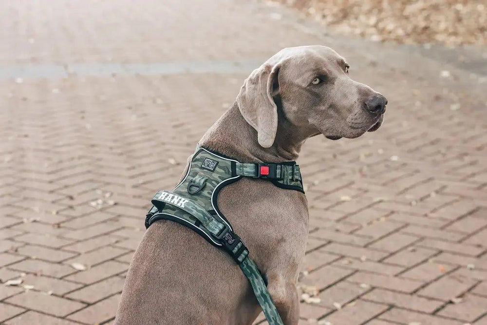 Allrounder Hundegeschirr: Getarnt - Bobbis Store Hunde