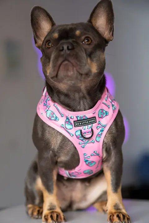 Big & Little Dogs Einstellbares Hundegeschirr: Totenkopf und Knochen - Bobbis Store Hunde