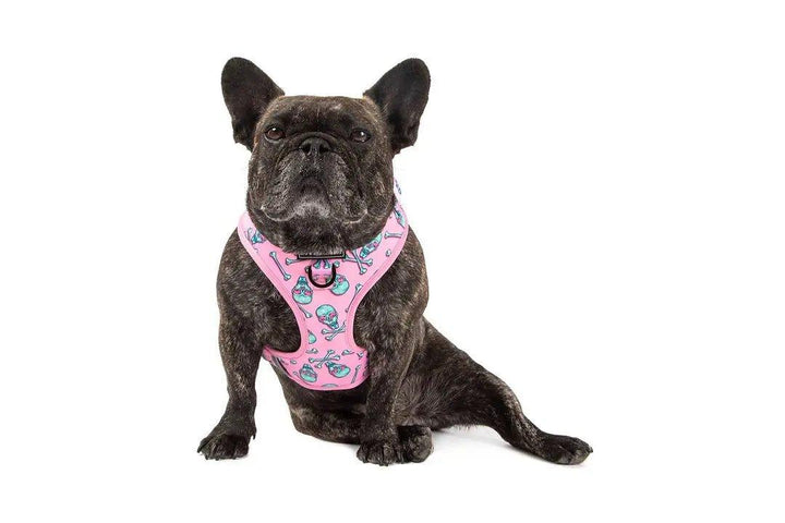 Big & Little Dogs Einstellbares Hundegeschirr: Totenkopf und Knochen - Bobbis Store Hunde