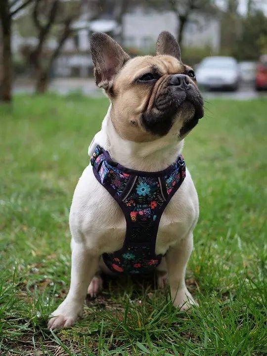 Big & Little Dogs HUNDEGESCHIRR: Blumenwiese - Bobbis Store Hunde