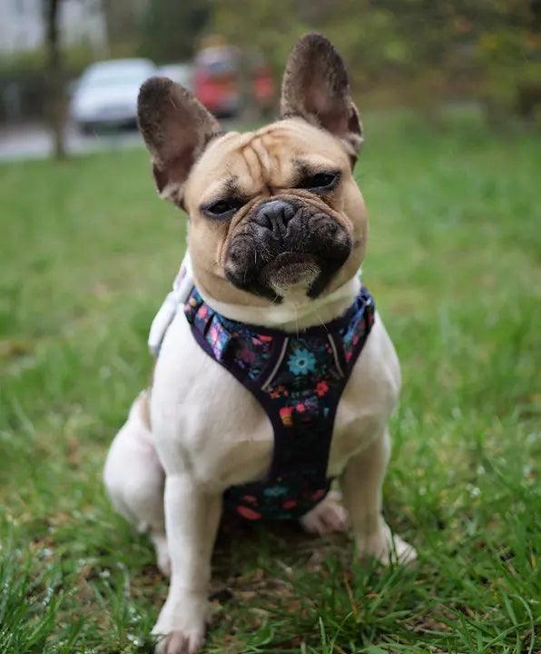 Big & Little Dogs HUNDEGESCHIRR: Blumenwiese - Bobbis Store Hunde