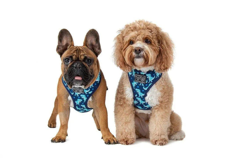 Big & Little Dogs HUNDEGESCHIRR: Dino - Bobbis Store Hunde