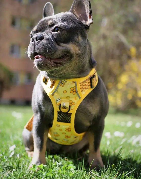 Big & Little Dogs HUNDEGESCHIRR: Honigbiene - Bobbis Store Hunde
