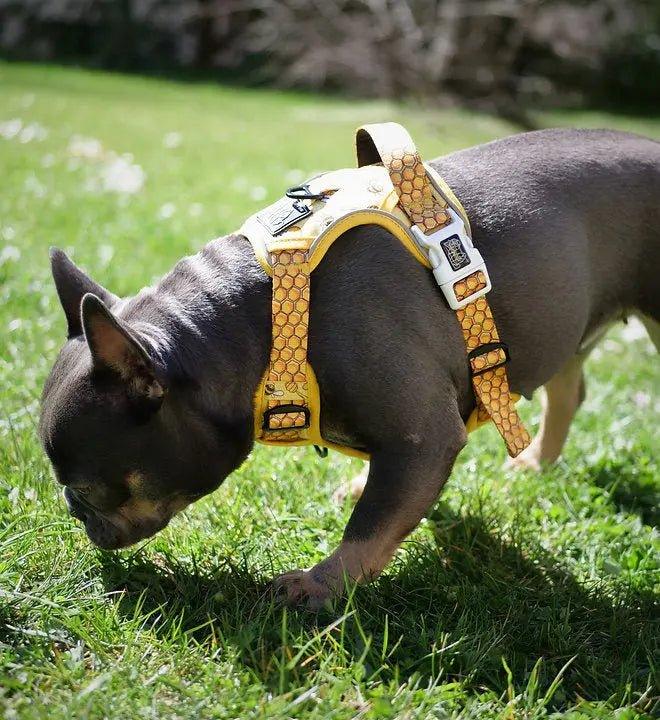 Big & Little Dogs HUNDEGESCHIRR: Honigbiene - Bobbis Store Hunde