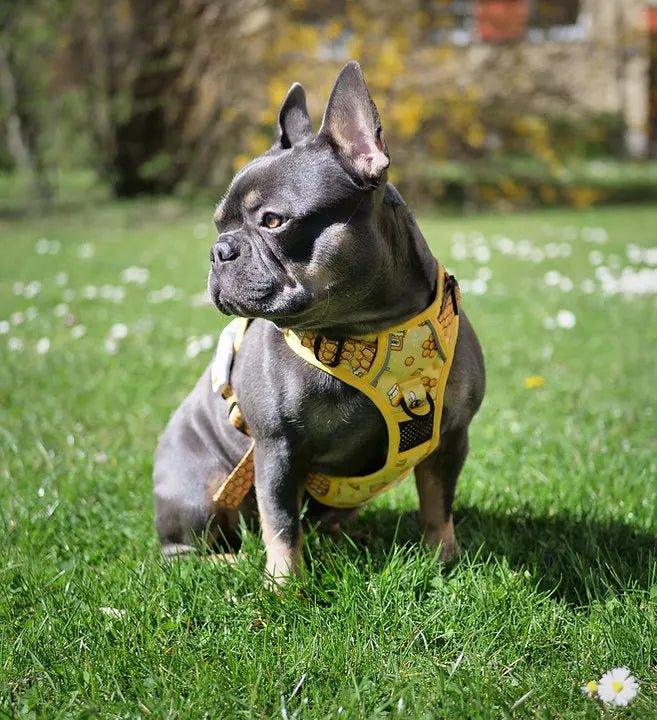 Big & Little Dogs HUNDEGESCHIRR: Honigbiene - Bobbis Store Hunde