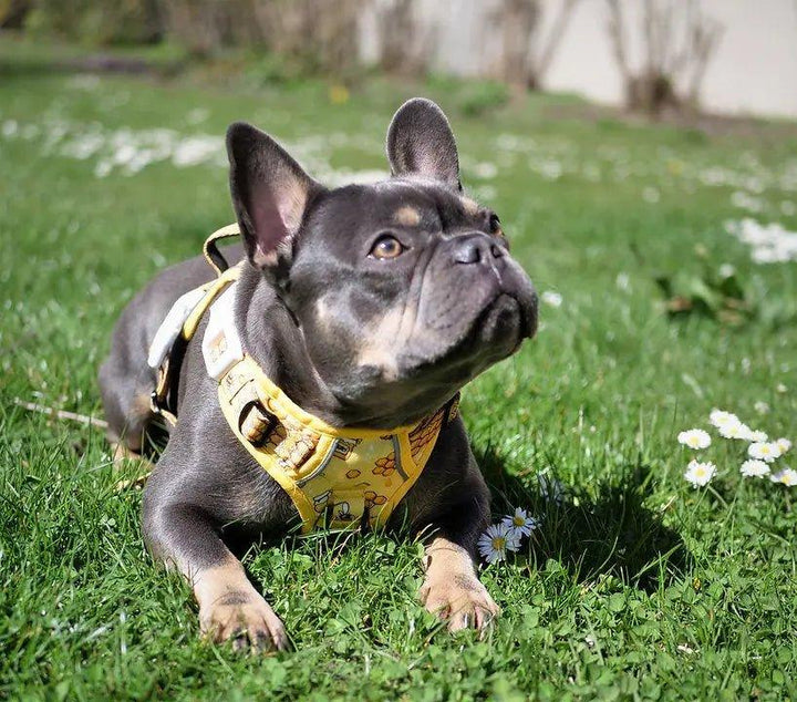 Big & Little Dogs HUNDEGESCHIRR: Honigbiene - Bobbis Store Hunde