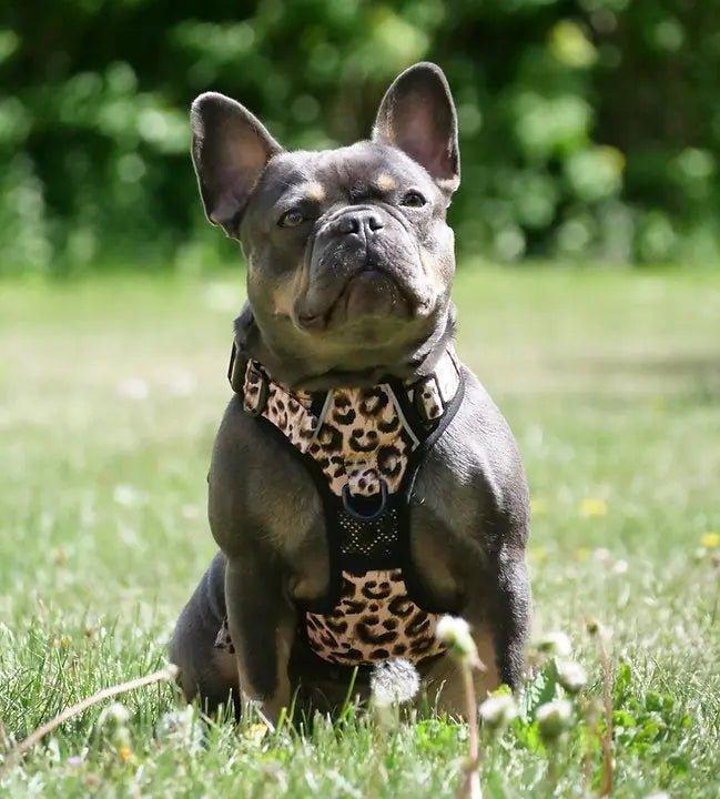 Big & Little Dogs HUNDEGESCHIRR: Leopard - Bobbis Store Hunde