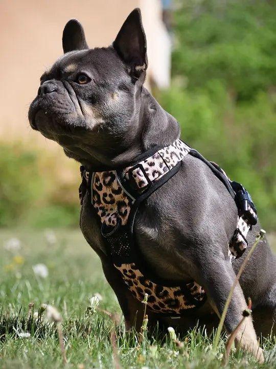 Big & Little Dogs HUNDEGESCHIRR: Leopard - Bobbis Store Hunde