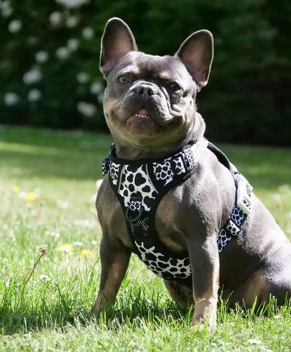 Big & Little Dogs HUNDEGESCHIRR: Muh-Kuh - Bobbis Store Hunde