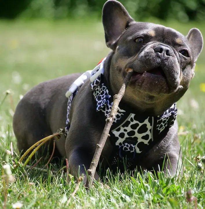 Big & Little Dogs HUNDEGESCHIRR: Muh-Kuh - Bobbis Store Hunde