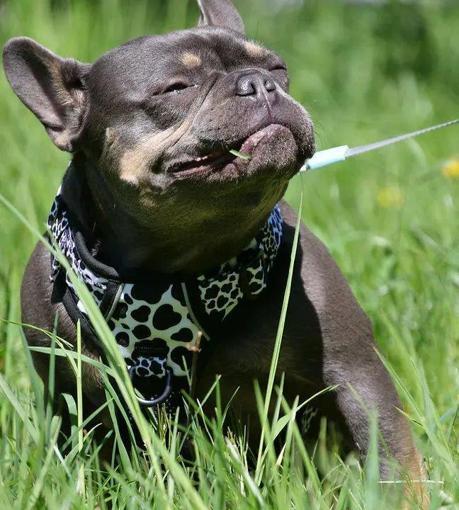 Big & Little Dogs HUNDEGESCHIRR: Muh-Kuh - Bobbis Store Hunde