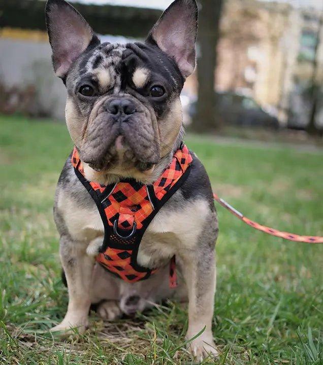 Big & Little Dogs Hundegeschirr: Plaid-Tastic - Bobbis Store Hunde