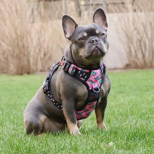Big & Little Dogs HUNDEGESCHIRR Rex - Bobbis Store Hunde