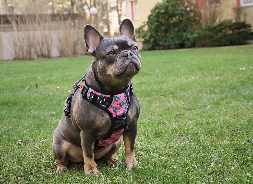 Big & Little Dogs HUNDEGESCHIRR Rex - Bobbis Store Hunde