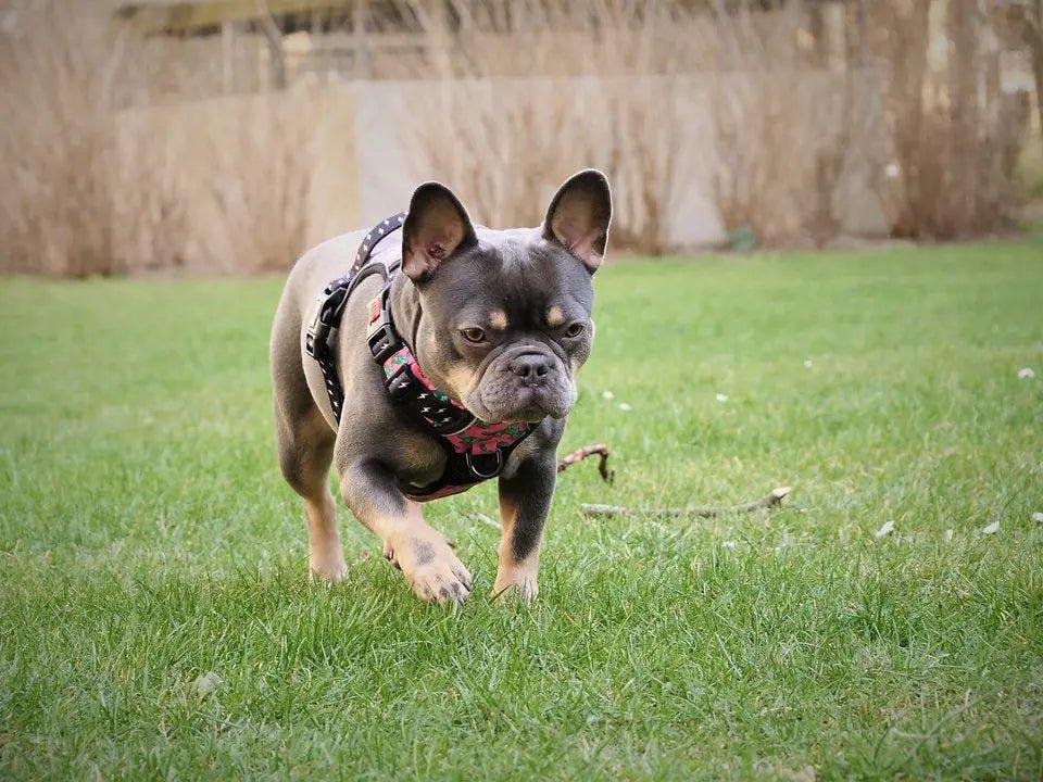 Big & Little Dogs HUNDEGESCHIRR Rex - Bobbis Store Hunde