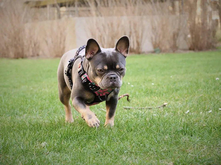 Big & Little Dogs HUNDEGESCHIRR Rex - Bobbis Store Hunde