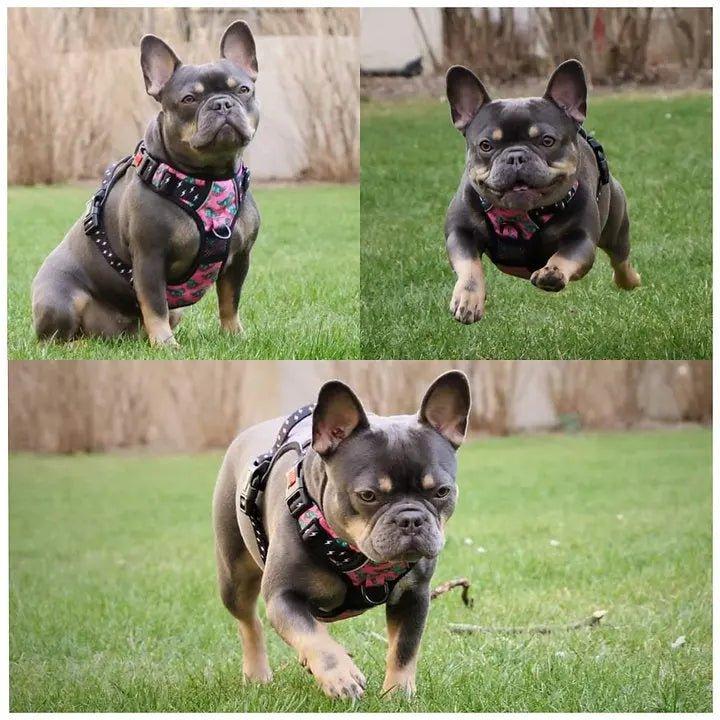 Big & Little Dogs HUNDEGESCHIRR Rex - Bobbis Store Hunde