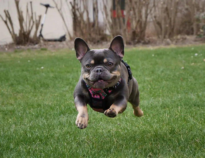 Big & Little Dogs HUNDEGESCHIRR Rex - Bobbis Store Hunde