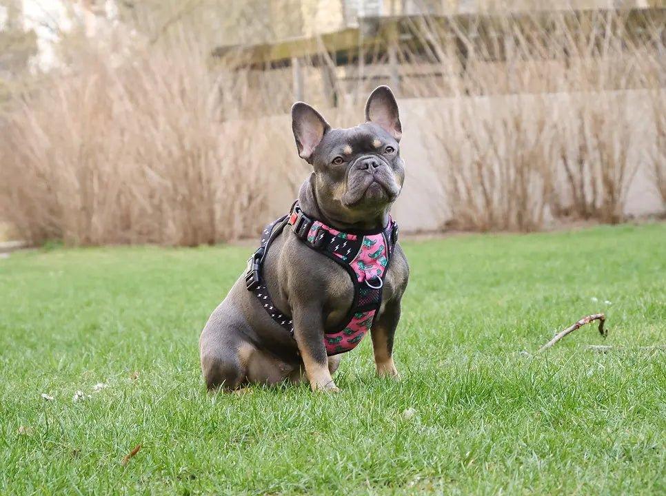 Big & Little Dogs HUNDEGESCHIRR Rex - Bobbis Store Hunde