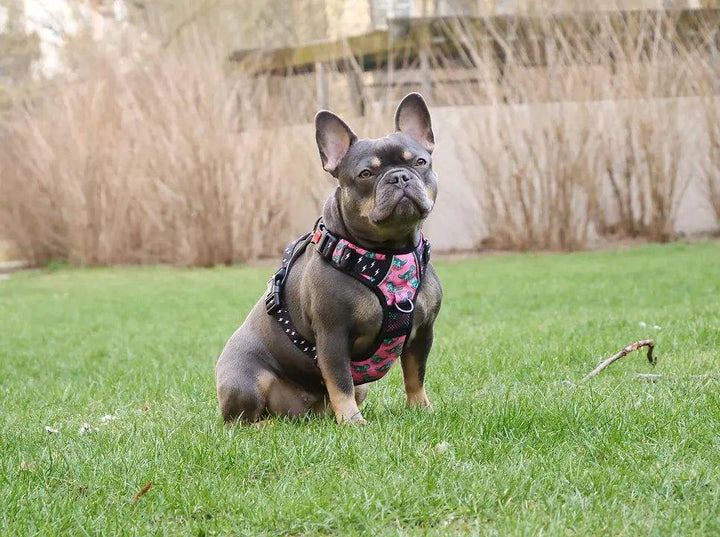Big & Little Dogs HUNDEGESCHIRR Rex - Bobbis Store Hunde