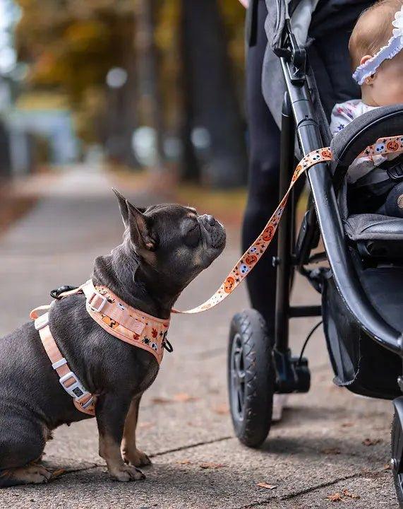 Big and Little Dogs HUNDELEINE HELLOWEEN - Bobbis Store Hunde