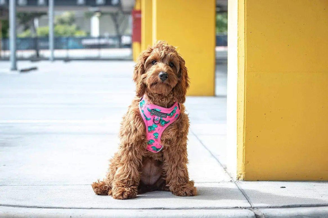 Big & Little Dogs Verstellbares Hundegeschirr: Rex - Bobbis Store Hunde