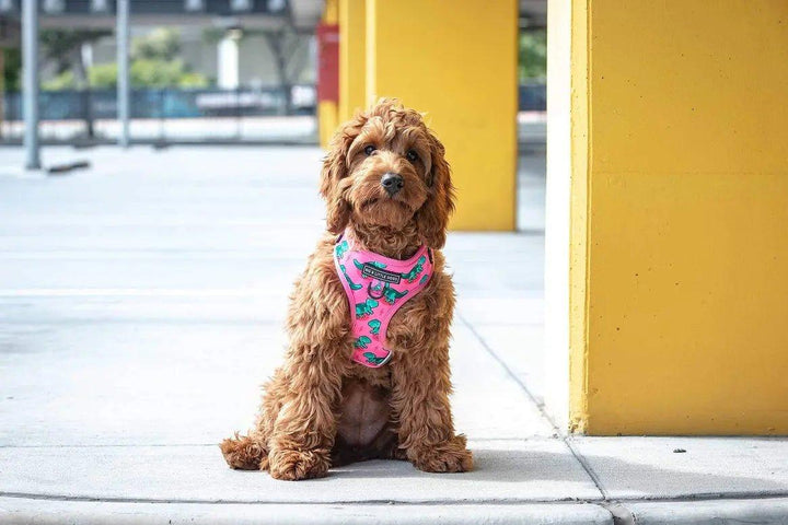 Big & Little Dogs Verstellbares Hundegeschirr: Rex - Bobbis Store Hunde