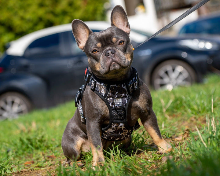 Bobbis Verstellbares Allrounder-Geschirr Leopard Kuh - Bobbis Store Hunde