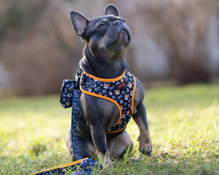 Bobbis Verstellbares Hundegeschirr: Frenchie - Bobbis Store Hunde
