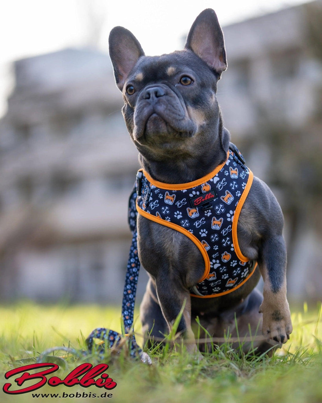 Bobbis Verstellbares Hundegeschirr: Frenchie - Bobbis Store Hunde