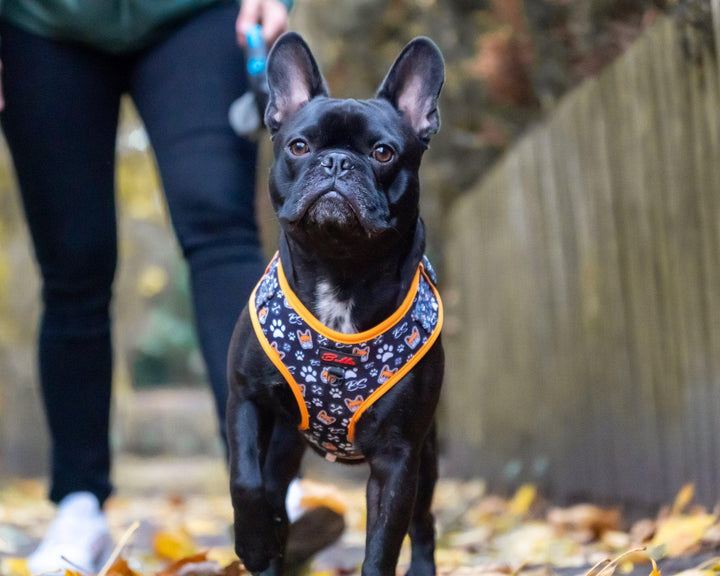 Bobbis Verstellbares Softgeschirre: Frenchie - Bobbis Store Hunde