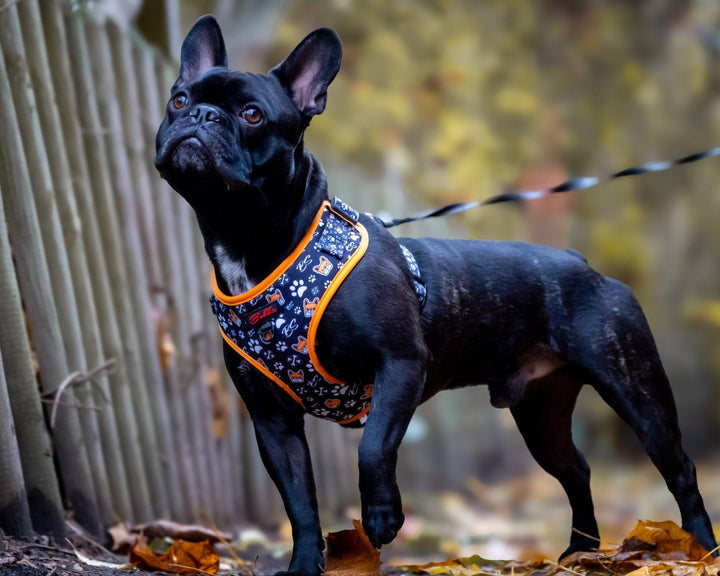 Bobbis Verstellbares Softgeschirre: Frenchie - Bobbis Store Hunde