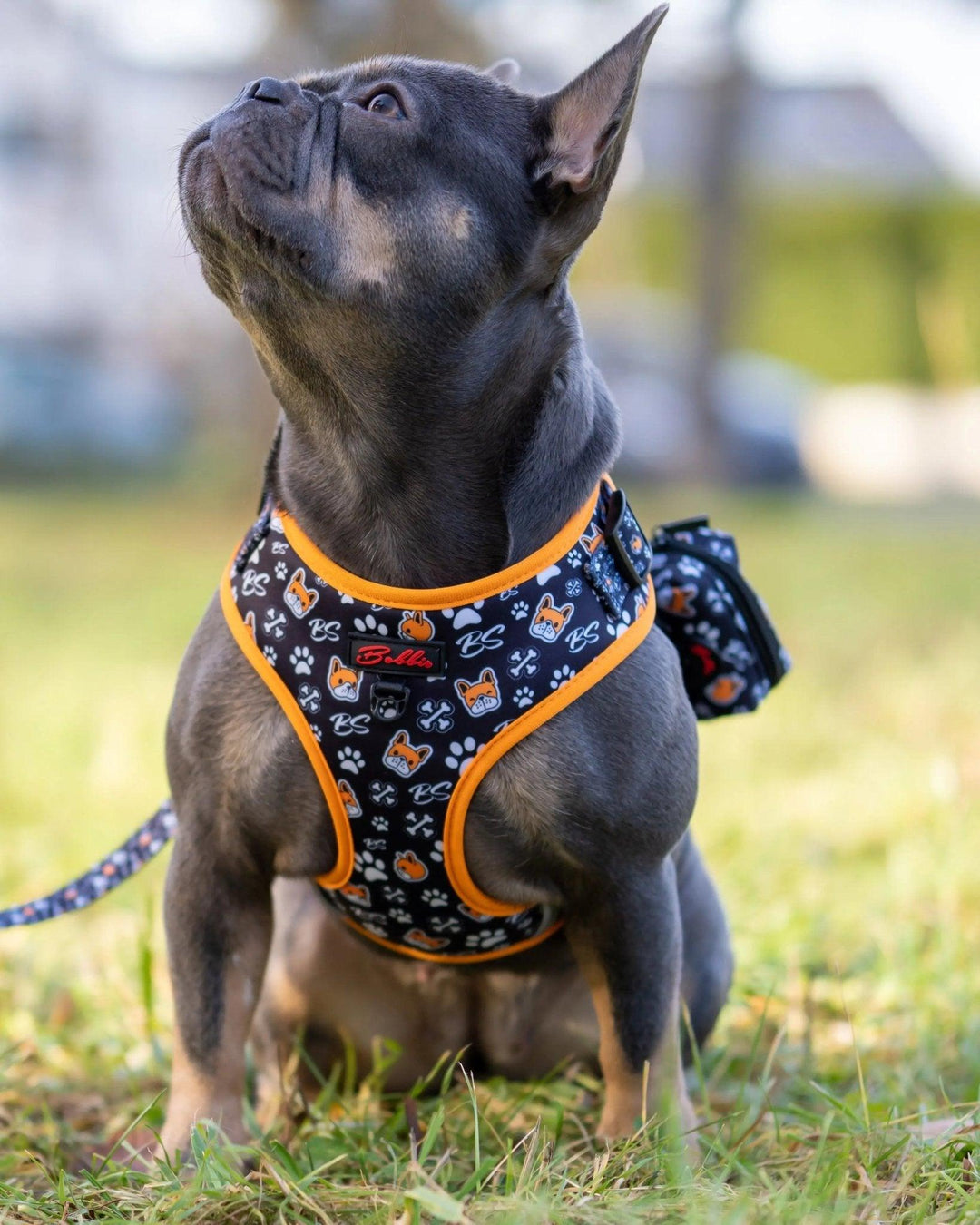 Bobbis Verstellbares Hundegeschirr: Frenchie - Bobbis Store Hunde