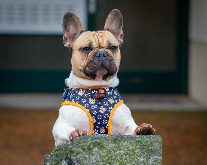 Bobbis Verstellbares Hundegeschirr: Frenchie - Bobbis Store Hunde