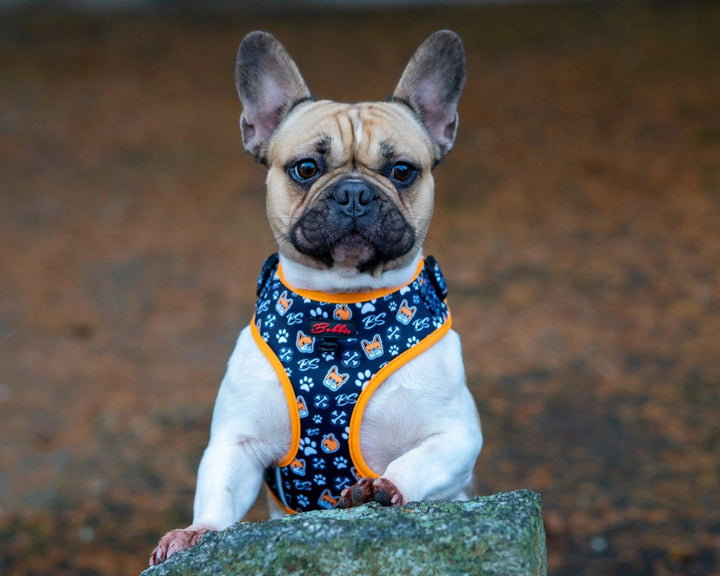 Bobbis Verstellbares Hundegeschirr: Frenchie - Bobbis Store Hunde