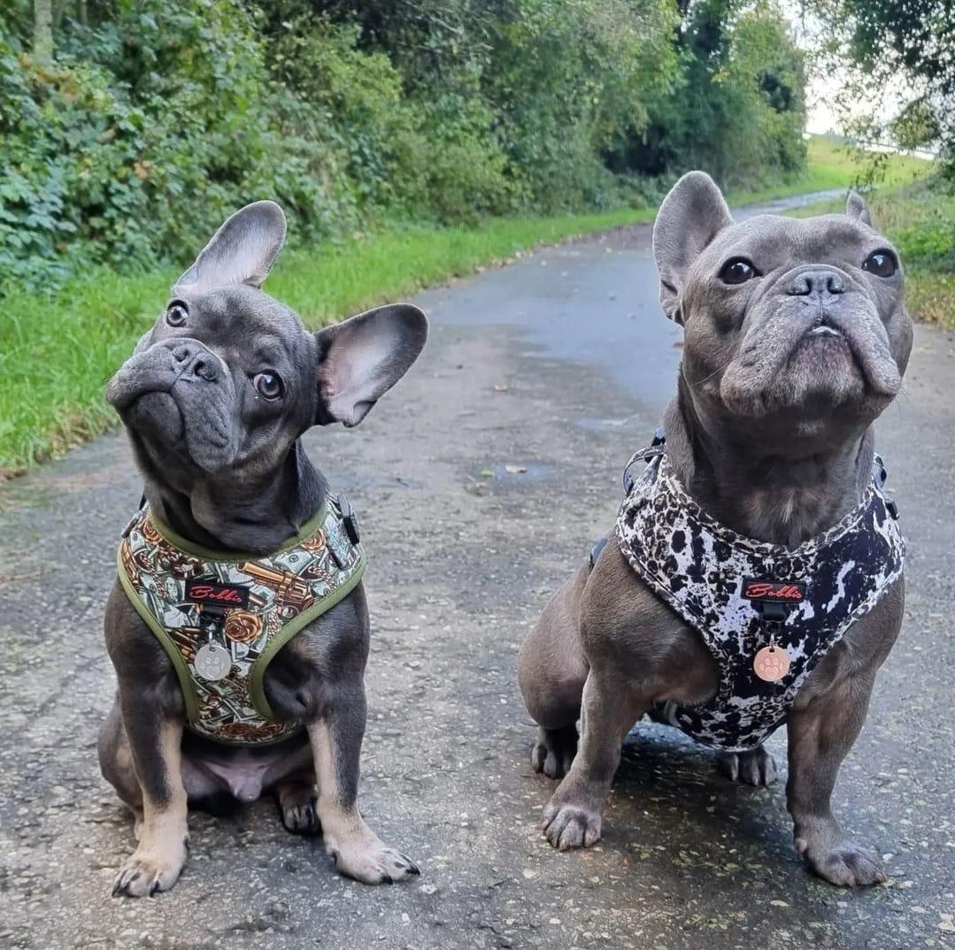 Bobbis Verstellbares Softgeschirre: Leopard Kuh - Bobbis Store Hunde