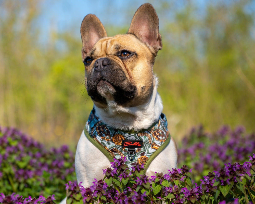 Bobbis Verstellbares Hundegeschirr: Mafia - Bobbis Store Hunde