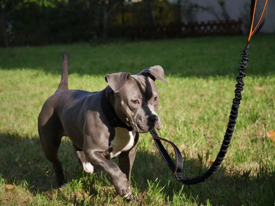 Bungee-Leine mit zwei Griffen - Bobbis Store Hunde