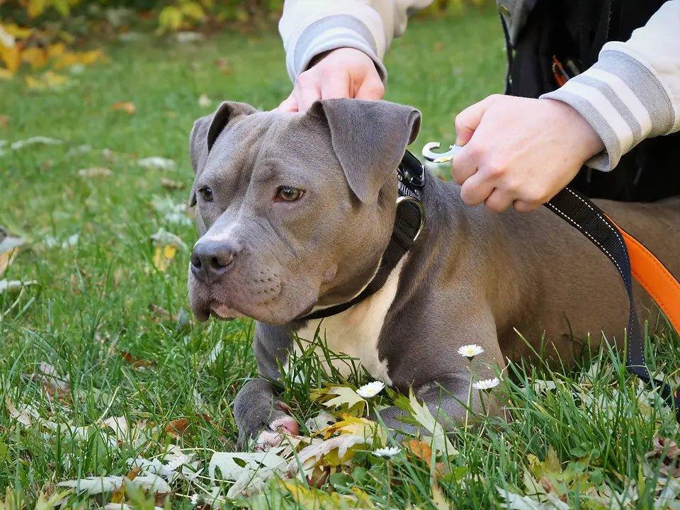 Bungee-Leine mit zwei Griffen - Bobbis Store Hunde