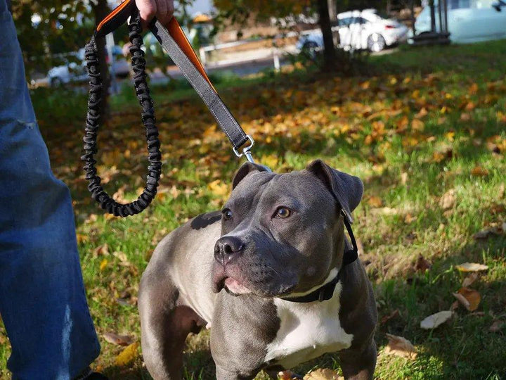 Bungee-Leine mit zwei Griffen - Bobbis Store Hunde