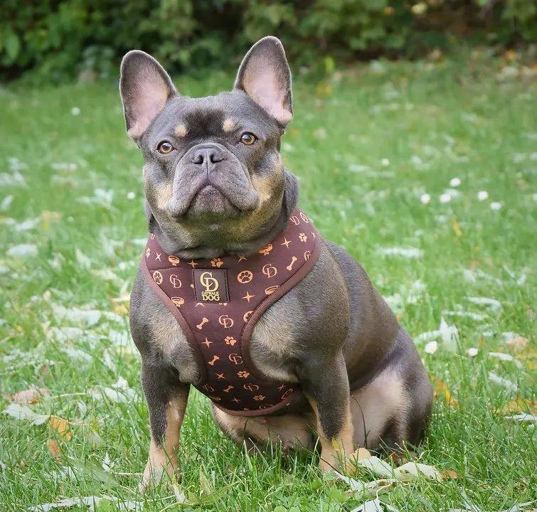 CD Chewy Harness Geschirr - Bobbis Store Hunde