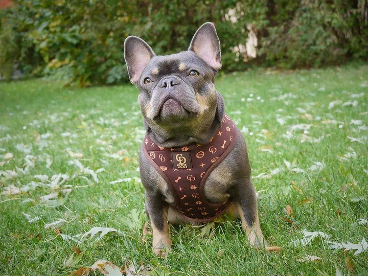CD Chewy Harness Geschirr - Bobbis Store Hunde