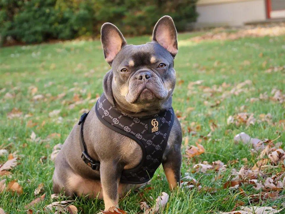 CD Fashionista Harness Geschirr - Bobbis Store Hunde