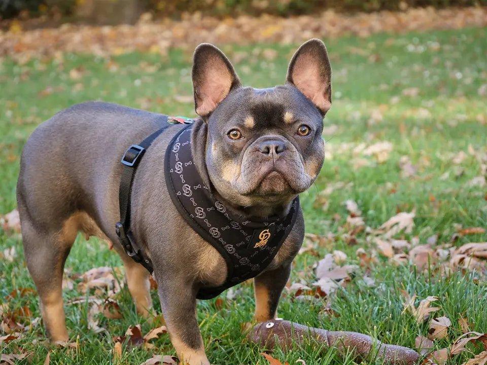 CD Fashionista Harness Geschirr - Bobbis Store Hunde
