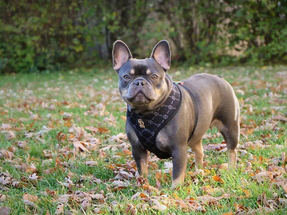 CD Fashionista Harness Geschirr - Bobbis Store Hunde